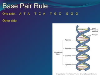 DNA-Structure-PPT (1).ppt