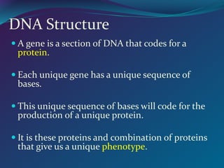 DNA-Structure-PPT (1).ppt