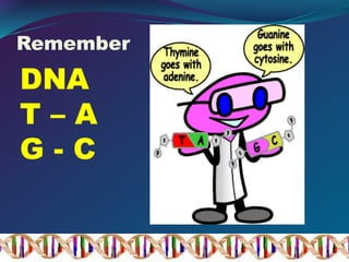 Remember
DNA
T – A
G - C
 