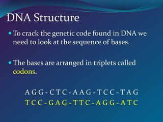 DNA Structure
 To crack the genetic code found in DNA we
need to look at the sequence of bases.
 The bases are arranged in triplets called
codons.
A G G - C T C - A A G - T C C - T A G
T C C - G A G - T T C - A G G - A T C
 