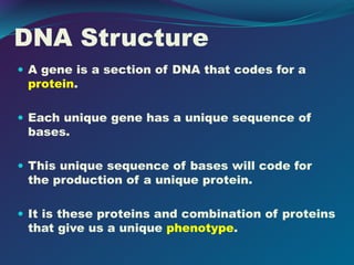 DNA Structure
 A gene is a section of DNA that codes for a
protein.
 Each unique gene has a unique sequence of
bases.
 This unique sequence of bases will code for
the production of a unique protein.
 It is these proteins and combination of proteins
that give us a unique phenotype.
 