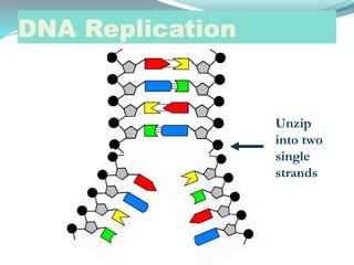 DNA Replication
Unzip
into two
single
strands
 