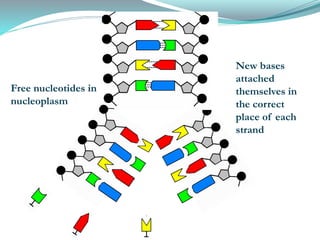 New bases
attached
themselves in
the correct
place of each
strand
Free nucleotides in
nucleoplasm
 