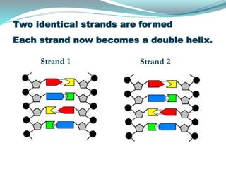 Two identical strands are formed
Each strand now becomes a double helix.
Strand 1 Strand 2
 