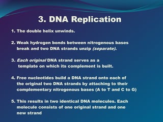 3. DNA Replication
1. The double helix unwinds.
2. Weak hydrogen bonds between nitrogenous bases
break and two DNA strands unzip (separate).
3. Each original DNA strand serves as a
template on which its complement is built.
4. Free nucleotides build a DNA strand onto each of
the original two DNA strands by attaching to their
complementary nitrogenous bases (A to T and C to G)
5. This results in two identical DNA molecules. Each
molecule consists of one original strand and one
new strand
 