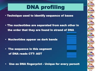 DNA profiling
• Technique used to identify sequence of bases
• The nucleotides are separated from each other in
the order that they are found in strand of DNA
• Nucleotides appear as dark bands
• The sequence in this segment
of DNA reads CTT- AGT
• Use as DNA fingerprint - Unique for every person
 
