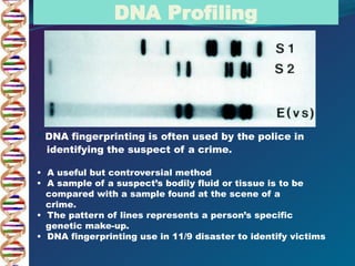 • DNA fingerprinting is often used by the police in
identifying the suspect of a crime.
• A useful but controversial method
• A sample of a suspect’s bodily fluid or tissue is to be
compared with a sample found at the scene of a
crime.
• The pattern of lines represents a person’s specific
genetic make-up.
• DNA fingerprinting use in 11/9 disaster to identify victims
DNA Profiling
 