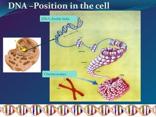 DNA –Position in the cell
Nucleus
DNA double helix
Chromosomes
 