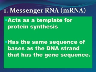 1. Messenger RNA (mRNA)
Acts as a template for
protein synthesis
Has the same sequence of
bases as the DNA strand
that has the gene sequence.
 