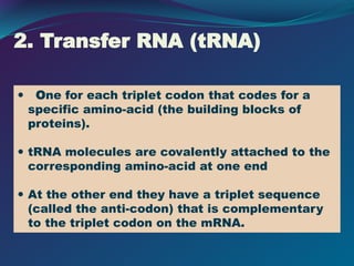 2. Transfer RNA (tRNA)
 One for each triplet codon that codes for a
specific amino-acid (the building blocks of
proteins).
 tRNA molecules are covalently attached to the
corresponding amino-acid at one end
 At the other end they have a triplet sequence
(called the anti-codon) that is complementary
to the triplet codon on the mRNA.
 