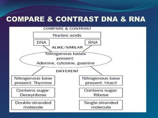 COMPARE & CONTRAST DNA & RNA
 