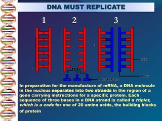 DNA MUST REPLICATE
In preparation for the manufacture of mRNA, a DNA molecule
in the nucleus separates into two strands in the region of a
gene carrying instructions for a specific protein. Each
sequence of three bases in a DNA strand is called a triplet,
which is a code for one of 20 amino acids, the building blocks
of protein.
1 2 3
 