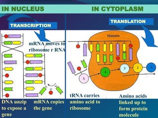 DNA unzip
to expose a
gene
mRNA copies
the gene
mRNA moves to
ribosome r RNA
tRNA carries
amino acid to
ribosome
Amino acids
linked up to
form protein
molecule
IN NUCLEUS IN CYTOPLASM
TRANSLATION
TRANSCRIPTION
 