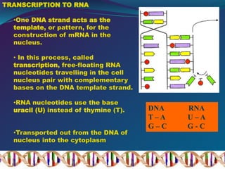 TRANSCRIPTION TO RNA
•One DNA strand acts as the
template, or pattern, for the
construction of mRNA in the
nucleus.
• In this process, called
transcription, free-floating RNA
nucleotides travelling in the cell
nucleus pair with complementary
bases on the DNA template strand.
•RNA nucleotides use the base
uracil (U) instead of thymine (T).
•Transported out from the DNA of
nucleus into the cytoplasm
DNA RNA
T – A U – A
G – C G - C
 