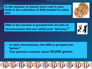 • In each chromosome, the DNA is grouped into
"genes."
• Your genome contains about 35,000 genes.
In the nucleus of almost every cell in your
body is the collection of DNA needed to make
you.
DNA in the nucleus is grouped into 23 sets of
chromosomes that are called your "genome."
 