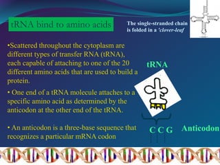 The single-stranded chain
is folded in a 'clover-leaf’
tRNA bind to amino acids
•Scattered throughout the cytoplasm are
different types of transfer RNA (tRNA),
each capable of attaching to one of the 20
different amino acids that are used to build a
protein.
• One end of a tRNA molecule attaches to a
specific amino acid as determined by the
anticodon at the other end of the tRNA.
• An anticodon is a three-base sequence that
recognizes a particular mRNA codon
Anticodon
C C G
tRNA
 