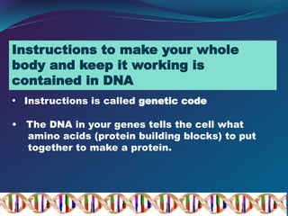 • Instructions is called genetic code
• The DNA in your genes tells the cell what
amino acids (protein building blocks) to put
together to make a protein.
Instructions to make your whole
body and keep it working is
contained in DNA
 