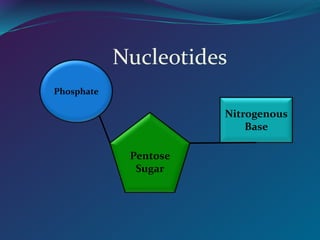 Nucleotides
Phosphate
Pentose
Sugar
Nitrogenous
Base
 