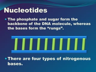 Nucleotides
 The phosphate and sugar form the
backbone of the DNA molecule, whereas
the bases form the “rungs”.
 There are four types of nitrogenous
bases.
 