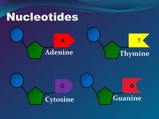 Nucleotides
A
Adenine
T
Thymine
G
Guanine
C
Cytosine
 