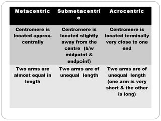 Metacentric Submetacentri
c
Acrocentric
Centromere is
located approx.
centrally
Centromere is
located slightly
away from the
centre (b/w
midpoint &
endpoint)
Centromere is
located terminally
very close to one
end
Two arms are
almost equal in
length
Two arms are of
unequal length
Two arms are of
unequal length
(one arm is very
short & the other
is long)
 