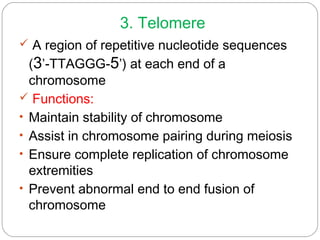 3. Telomere
 A region of repetitive nucleotide sequences
(3’-TTAGGG-5’) at each end of a
chromosome
 Functions:
• Maintain stability of chromosome
• Assist in chromosome pairing during meiosis
• Ensure complete replication of chromosome
extremities
• Prevent abnormal end to end fusion of
chromosome
 