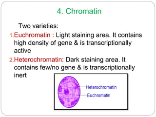 4. Chromatin
Two varieties:
1.Euchromatin : Light staining area. It contains
high density of gene & is transcriptionally
active
2.Heterochromatin: Dark staining area. It
contains few/no gene & is transcriptionally
inert
 