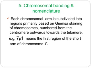 5. Chromosomal banding &
nomenclature
 Each chromosomal arm is subdivided into
regions primarily based on Giemsa staining
of chromosomes, numbered from the
centromere outwards towards the telomere,
e.g. 7p1 means the first region of the short
arm of chromosome 7.
 
