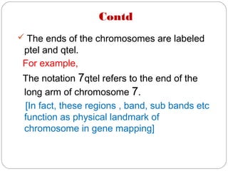Contd
 The ends of the chromosomes are labeled
ptel and qtel.
For example,
The notation 7qtel refers to the end of the
long arm of chromosome 7.
[In fact, these regions , band, sub bands etc
function as physical landmark of
chromosome in gene mapping]
 