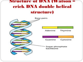 Structure of DNA (Watson –
crick DNA double helical
structure)
 