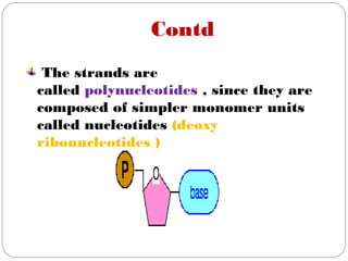 Contd
The strands are
called polynucleotides , since they are
composed of simpler monomer units
called nucleotides (deoxy
ribonucleotides )
 