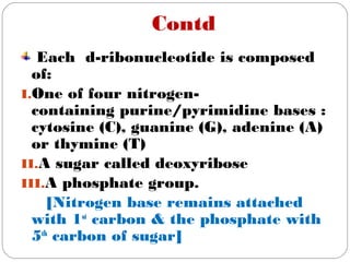 Contd
Each d-ribonucleotide is composed
of:
I.One of four nitrogen-
containing purine/pyrimidine bases :
cytosine (C), guanine (G), adenine (A)
or thymine (T)
II.A sugar called deoxyribose 
III.A phosphate group.
[Nitrogen base remains attached
with 1st
carbon & the phosphate with
5th
carbon of sugar]
 