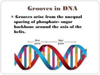 Grooves in DNA
Grooves arise from the unequal
spacing of phosphate- sugar
backbone around the axis of the
helix.
 