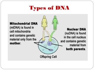 Types of DNA
 