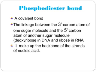 Phosphodiester bond
A covalent bond
The linkage between the 3' carbon atom of
one sugar molecule and the 5' carbon
atom of another sugar molecule
(deoxyribose in DNA and ribose in RNA
It make up the backbone of the strands
of nucleic acid. 
 