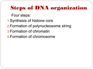 Steps of DNA organization
Four steps:
1.Synthesis of histone core
2.Formation of polynucleosome string
3.Formation of chromatin
4.Formation of chromosome
 