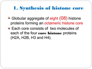 1. Synthesis of histone core
Globular aggregate of eight (08) histone
proteins forming an octameric histone core
Each core consists of two molecules of
each of the four core histone proteins
(H2A, H2B, H3 and H4).
 