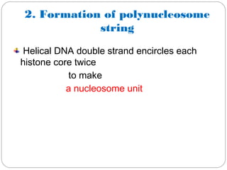 2. Formation of polynucleosome
string
Helical DNA double strand encircles each
histone core twice
to make
a nucleosome unit
 