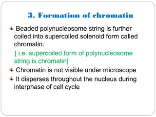 3. Formation of chromatin
Beaded polynucleosome string is further
coiled into supercoiled solenoid form called
chromatin.
[ i.e. supercoiled form of polynucleosome
string is chromatin]
Chromatin is not visible under microscope
It disperses throughout the nucleus during
interphase of cell cycle
 