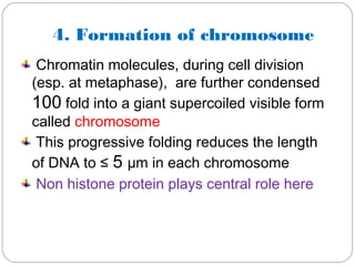 4. Formation of chromosome
Chromatin molecules, during cell division
(esp. at metaphase), are further condensed
100 fold into a giant supercoiled visible form
called chromosome
This progressive folding reduces the length
of DNA to ≤ 5 µm in each chromosome
Non histone protein plays central role here
 