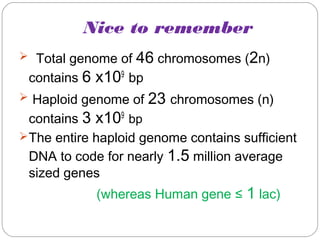Nice to remember
 Total genome of 46 chromosomes (2n)
contains 6 x109
bp
 Haploid genome of 23 chromosomes (n)
contains 3 x109
bp
The entire haploid genome contains sufficient
DNA to code for nearly 1.5 million average
sized genes
(whereas Human gene ≤ 1 lac)
 