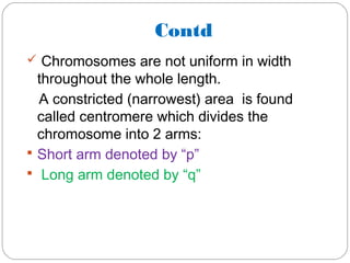 Contd
 Chromosomes are not uniform in width
throughout the whole length.
A constricted (narrowest) area is found
called centromere which divides the
chromosome into 2 arms:
 Short arm denoted by “p”
 Long arm denoted by “q”
 