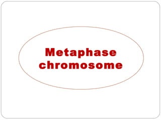 Metaphase
chromosome
 