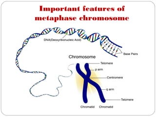 Important features of
metaphase chromosome
 