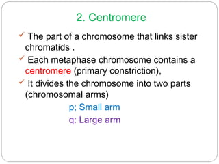 2. Centromere
 The part of a chromosome that links sister
chromatids .
 Each metaphase chromosome contains a
centromere (primary constriction),
 It divides the chromosome into two parts
(chromosomal arms)
p; Small arm
q: Large arm
 