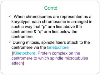 Contd
  When chromosomes are represented as a
karyotype, each chromosome is arranged in
such a way that “p” arm lies above the
centromere & “q” arm lies below the
centromere.
 During mitosis, spindle fibers attach to the
centromere via the kinetochore
[Kinetochore: Protein complex on the
centromere to which spindle microtubules
attach]
 