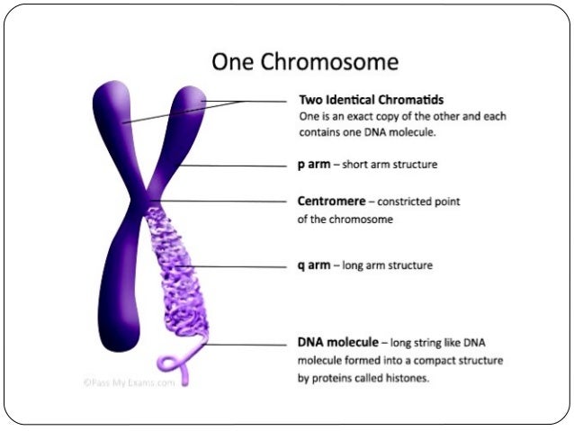 DNA: structure, organization and function mitosis cell diagram labeling 