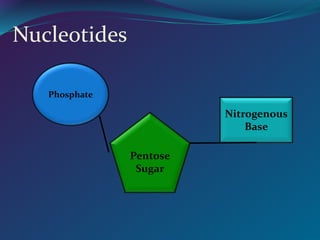 Nucleotides
Phosphate
Pentose
Sugar
Nitrogenous
Base
 