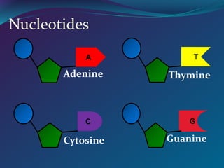 Nucleotides
A
Adenine
T
Thymine
G
Guanine
C
Cytosine
 