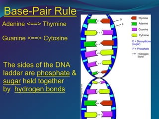 Base-Pair Rule
Adenine <==> Thymine
Guanine <==> Cytosine
The sides of the DNA
ladder are phosphate &
sugar held together
by hydrogen bonds
 